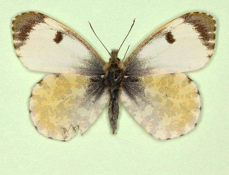 Anthocharis cardamines female (aberrant form schepdaeli) (Internet Image property of respective owner, non-commercial use only)